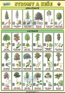 Naše stromy a keře (česky a anglicky) XL (100x70 cm)