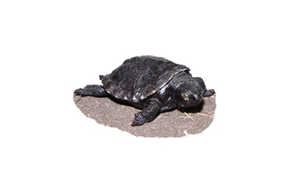 Želva bahenní (mládě)