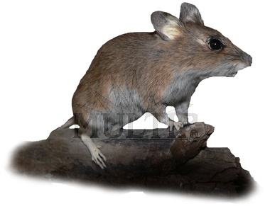 Myšice křovinná