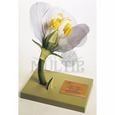 Model květu krytosemenné rostliny, prostoplátečné