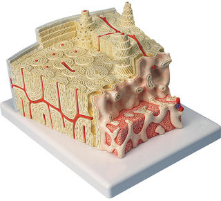 Struktura kosti - model