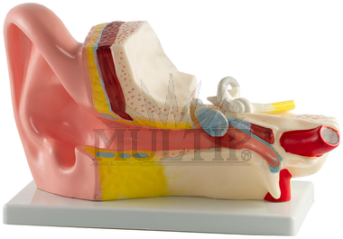 Model ucha, rozložitelný na 2 části
