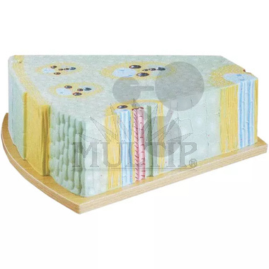 Model stonku jednoděložné rostliny