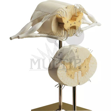 Mícha a míšní nervy