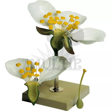 Model květu třešně