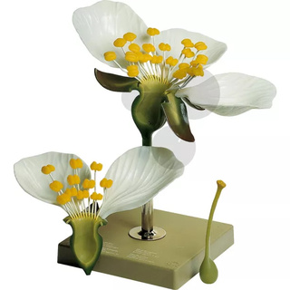 Model květu třešně