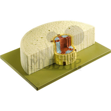 Model kořene cibule šalotky