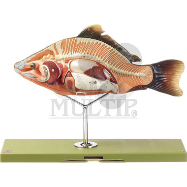 Anatomie kostnaté ryby