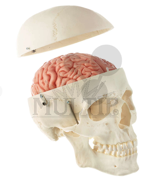 Lebka muže s mozkem rozložitelným na 8 částí
