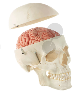 Lebka muže s mozkem rozložitelným na 8 částí