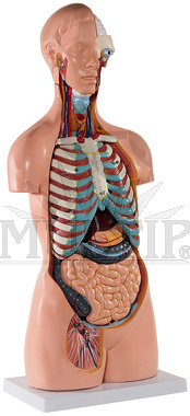 Lidský trup ( torzo ), 14 částí 