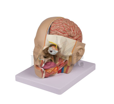 Model hlavy, rozložitelný na 4 části