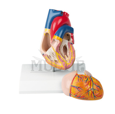 Model srdce s řídícím ústrojím, 2 části