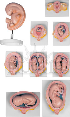 Těhotenství, sada 9 modelů