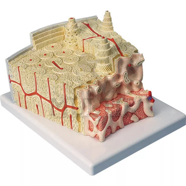 Model struktury kosti