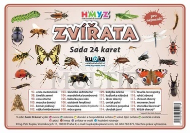 Hmyz, sada 24 karet