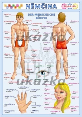 Obrázková němčina 3 - lidské tělo