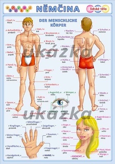 Obrázková němčina 3 - lidské tělo