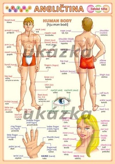 Obrázková angličtina 3 - lidské tělo