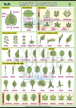 Listy rostlin XL (100x70 cm)