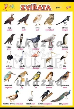 Zvířata - ptáci XL (100x70 cm)