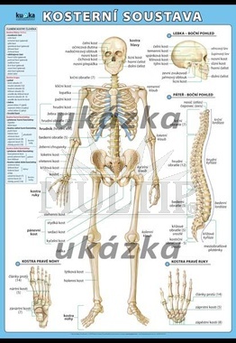 Kosterní soustava XL (100x70 cm)