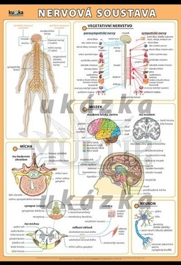 Nervová soustava XL (100x70 cm)