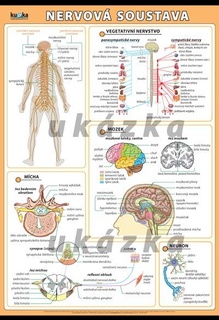 Nervová soustava XL (100x70 cm)