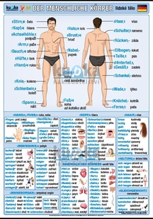 Lidské tělo v němčině XL (100x70 cm)