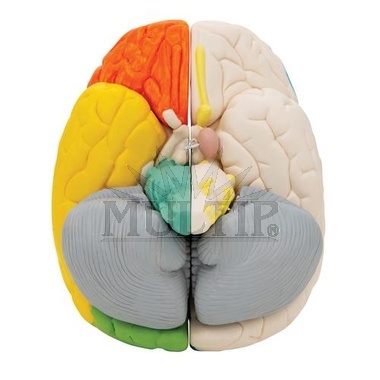 Lidský neuroanatomický model mozku, 8 částí