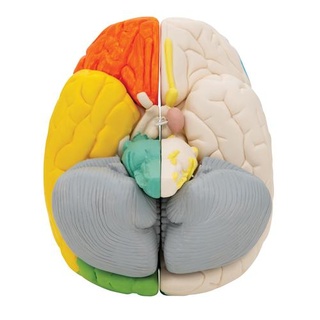 Lidský neuroanatomický model mozku, 8 částí