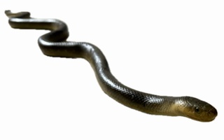 Užovka stromová