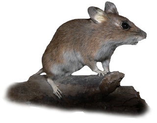 Myšice křovinná