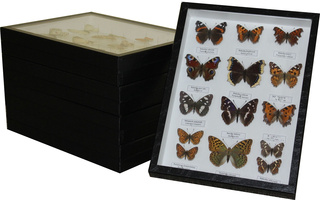 Sbírka motýlů České republiky