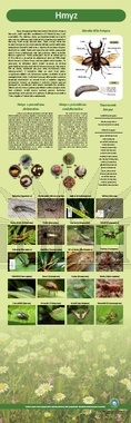 Naučná tabule hmyz