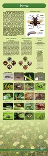 Naučná tabule hmyz
