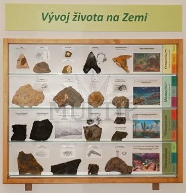 Vitrína - Vývoj života na zemi