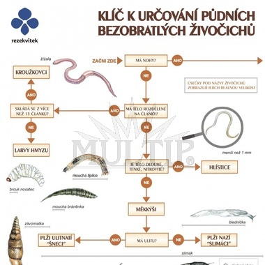 Klíč k určování půdních bezobratlých živočichů