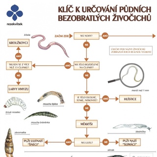 Klíč k určování půdních bezobratlých živočichů
