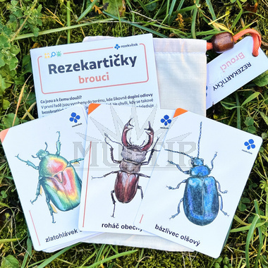 Rezekartičky - Brouci