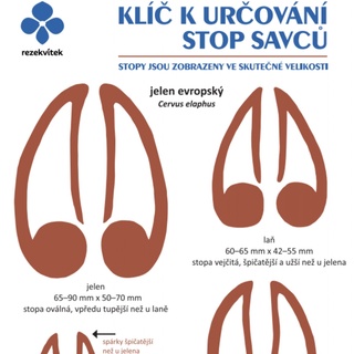 Klíč k určování stop savců