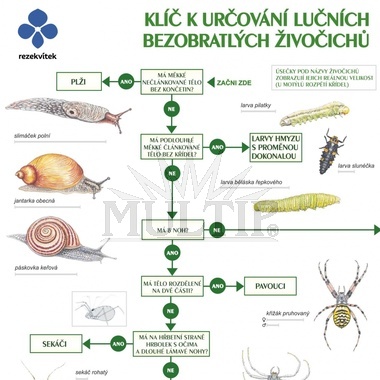 Klíč k určování lučních bezobratlých živočichů