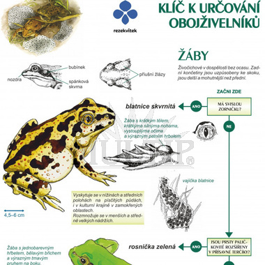 Klíč k určování obojživelníků