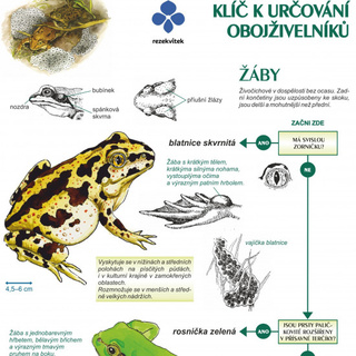 Klíč k určování obojživelníků