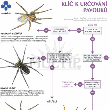 Klíč k určování pavouků