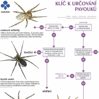 Klíč k určování pavouků