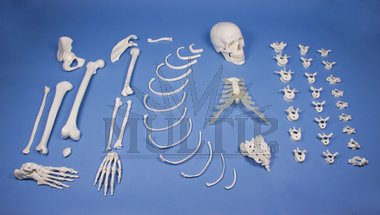 Polovina lidské kostry-rozložená