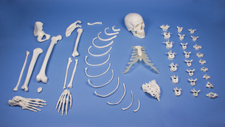 Polovina lidské kostry-rozložená