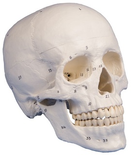 Lidská lebka-očíslovaná, 3 díly