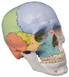 Lidská lebka - didaktická, 3 díly